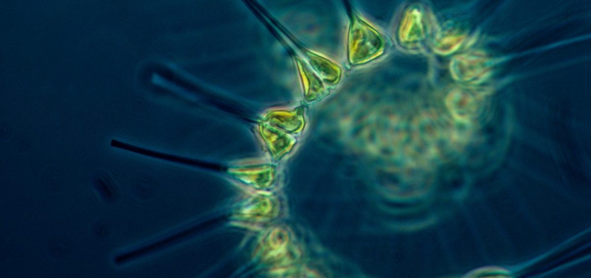 Phytoplankton apocalypse
